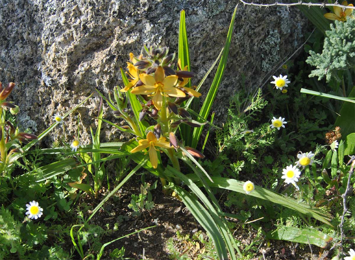 Изображение особи Wachendorfia paniculata.