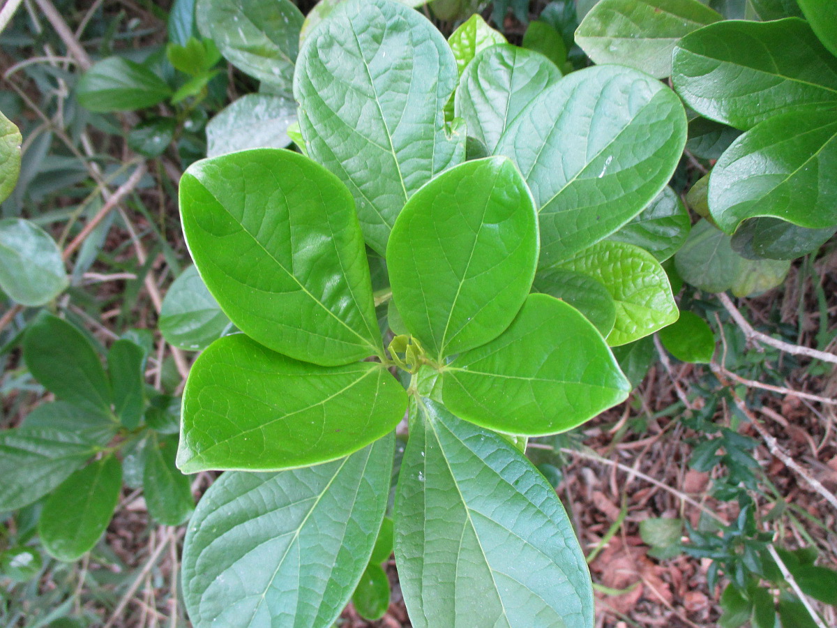 Image of Mansoa alliacea specimen.