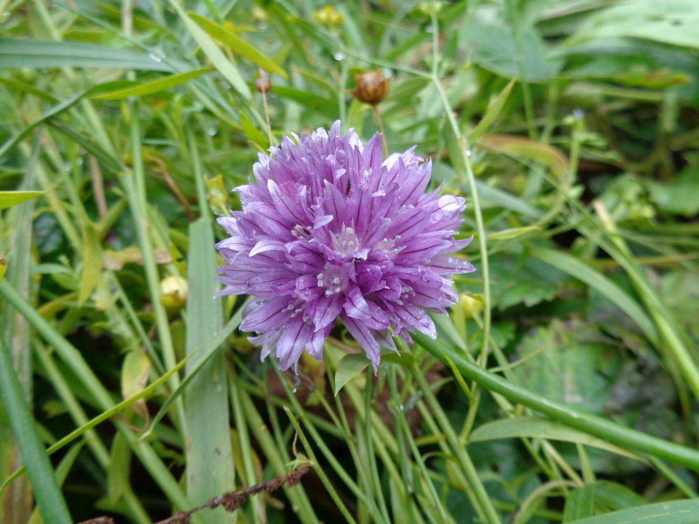 Изображение особи Allium schoenoprasum.