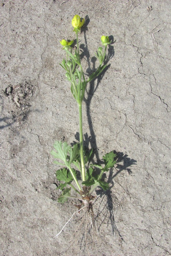 Image of Ranunculus oxyspermus specimen.