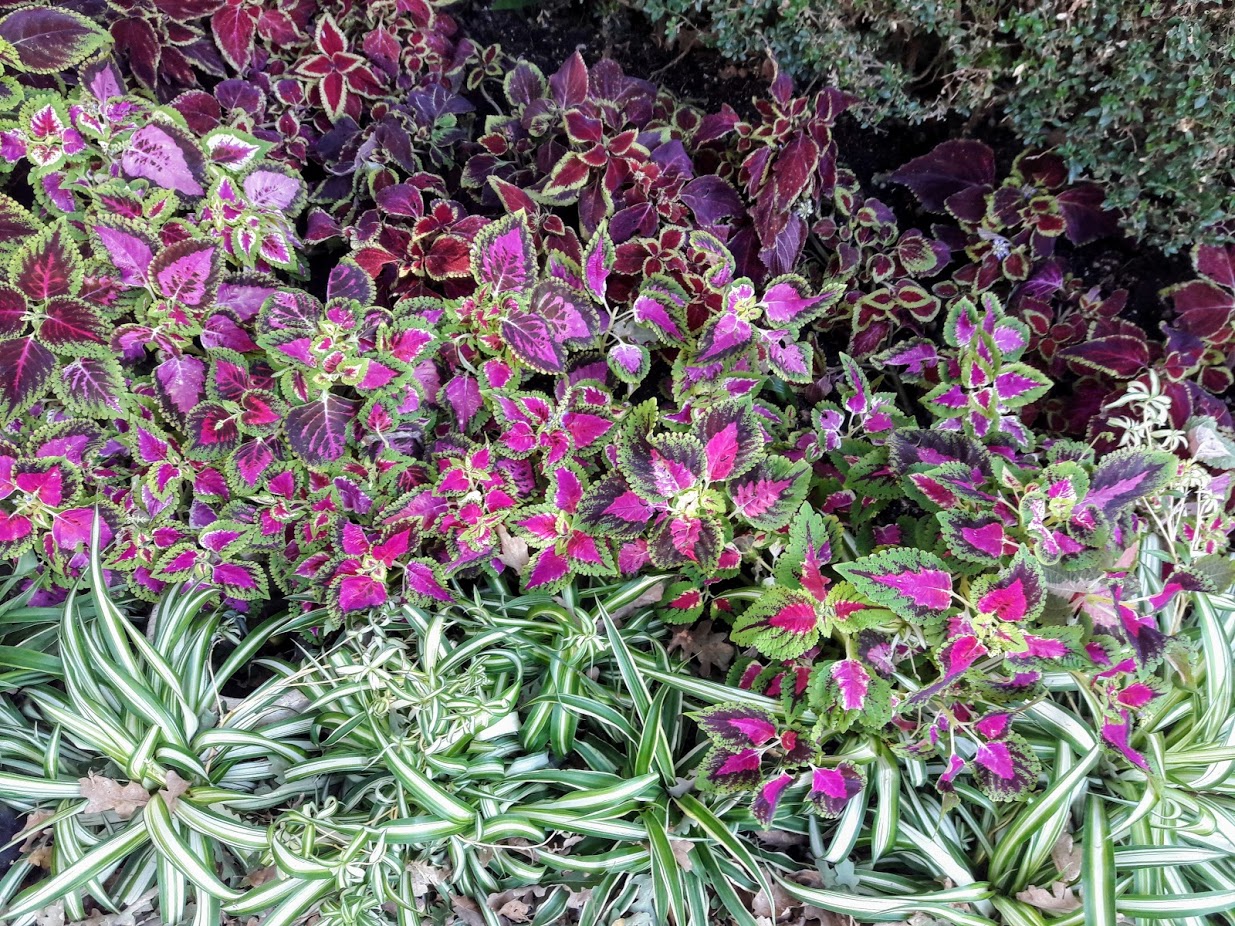 Image of Coleus scutellarioides specimen.