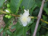 Psidium guajava