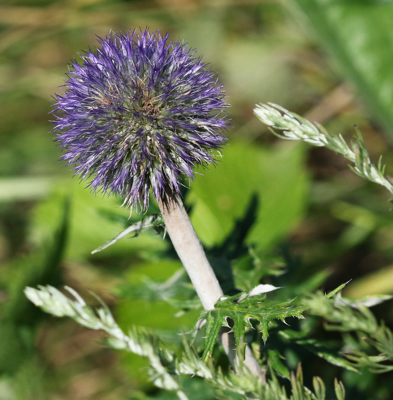 Изображение особи Echinops ruthenicus.