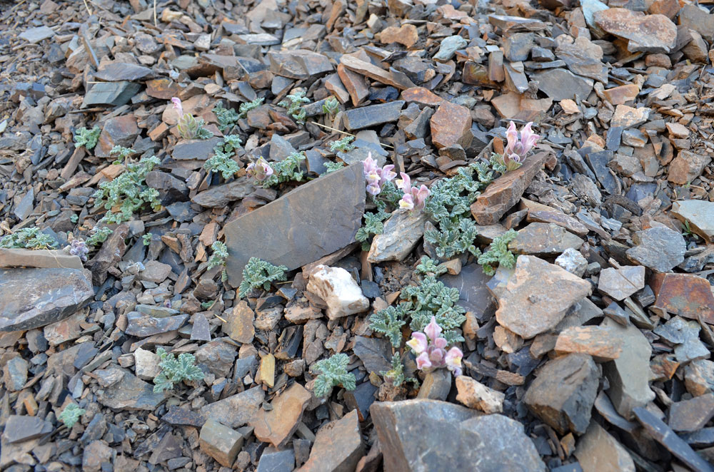 Image of Scutellaria talassica specimen.