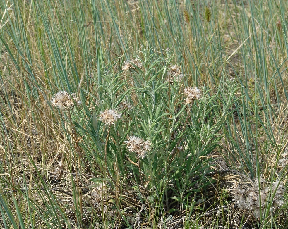 Image of Saussurea salicifolia specimen.