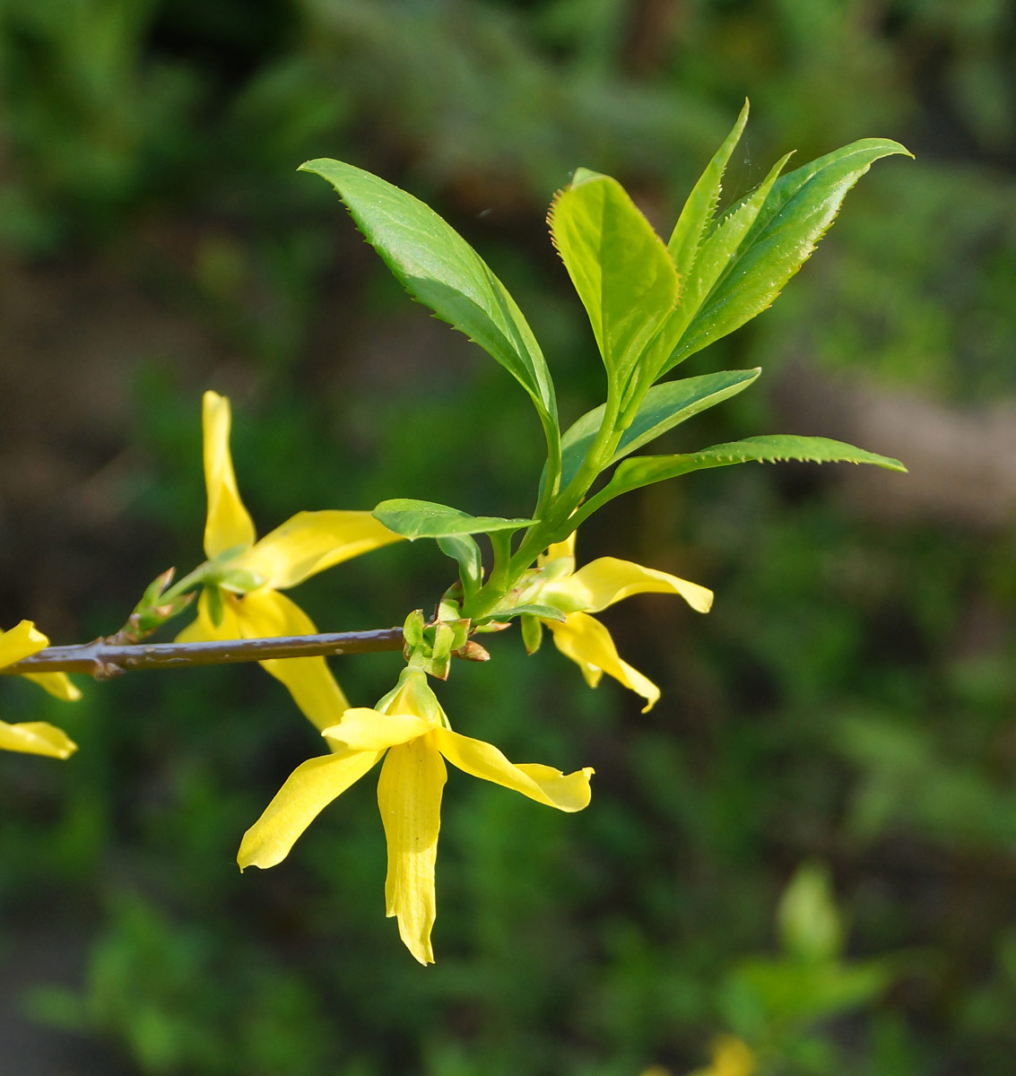 Изображение особи род Forsythia.