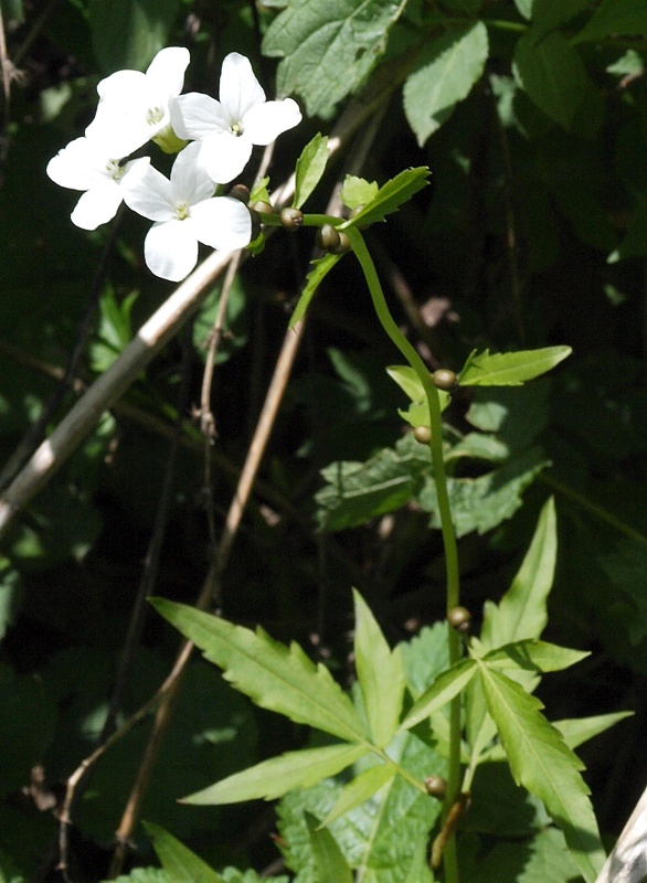 Image of Cardamine bulbifera specimen.