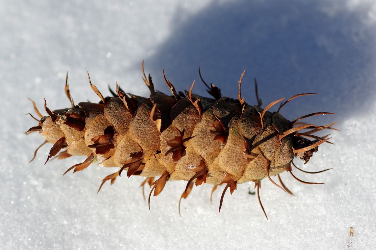 Image of Pseudotsuga menziesii specimen.