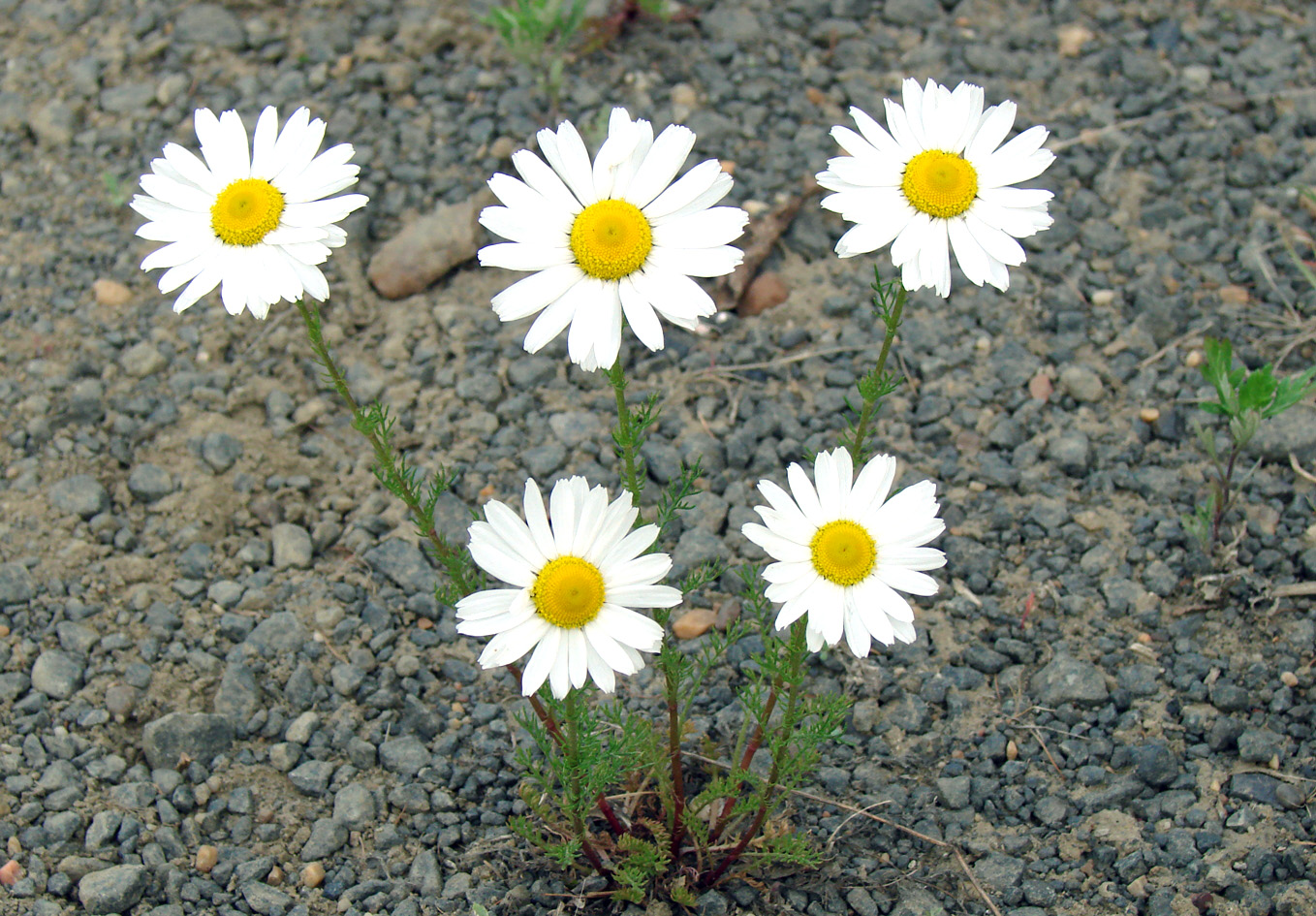 Image of Tripleurospermum subpolare specimen.