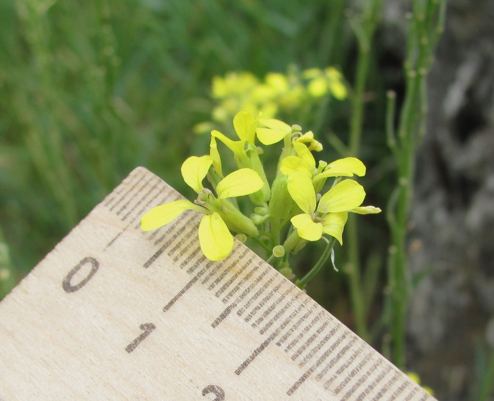 Image of Erysimum collinum specimen.