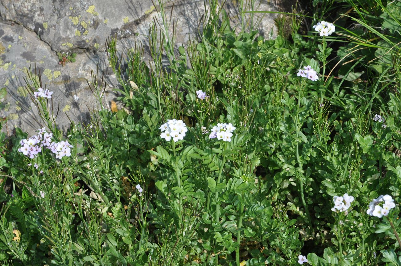 Image of Cardamine uliginosa specimen.