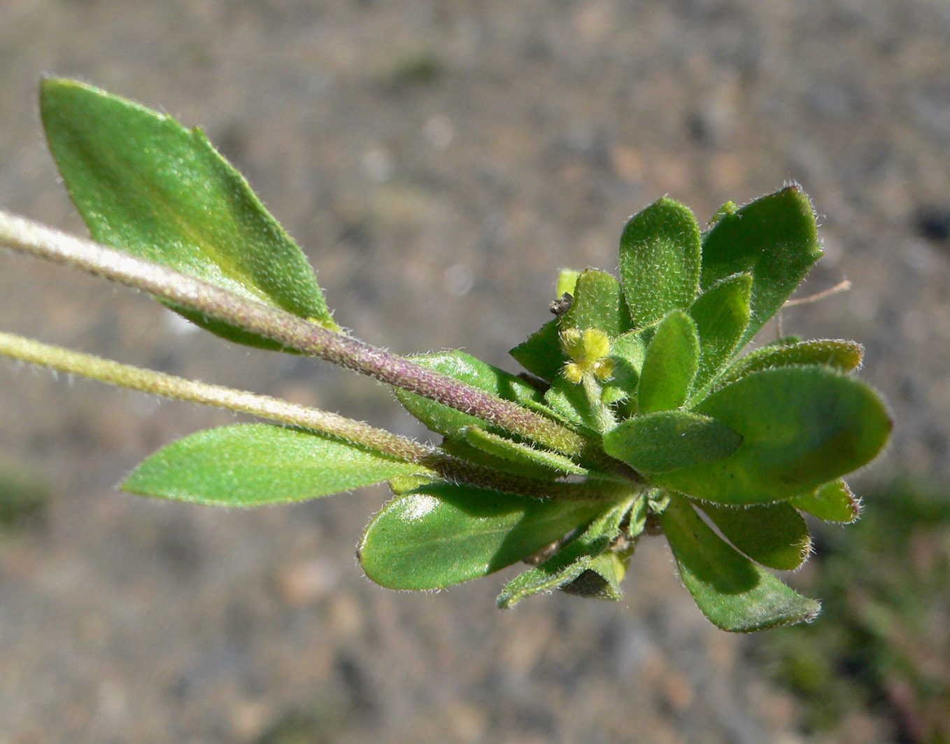 Изображение особи род Draba.