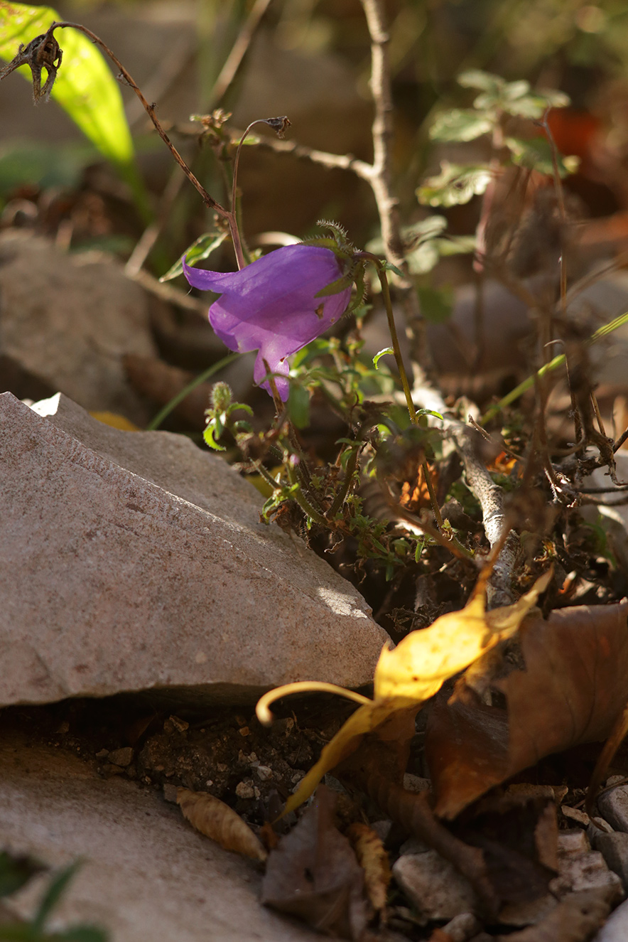 Image of Campanula longistyla specimen.