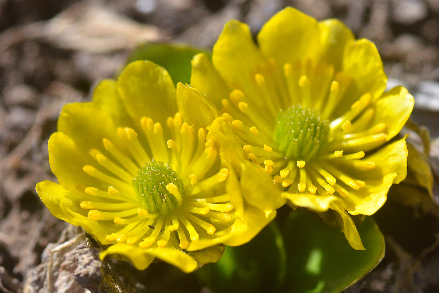 Image of Oxygraphis glacialis specimen.