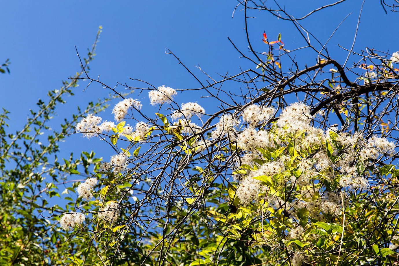 Image of Clematis vitalba specimen.