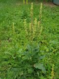 Смотреть изображение Verbascum nigrum