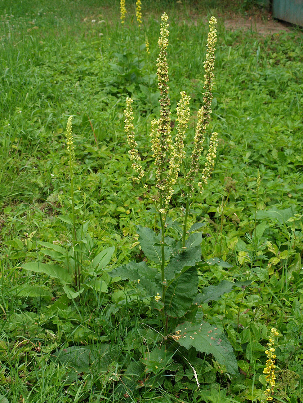 Изображение особи Verbascum nigrum.