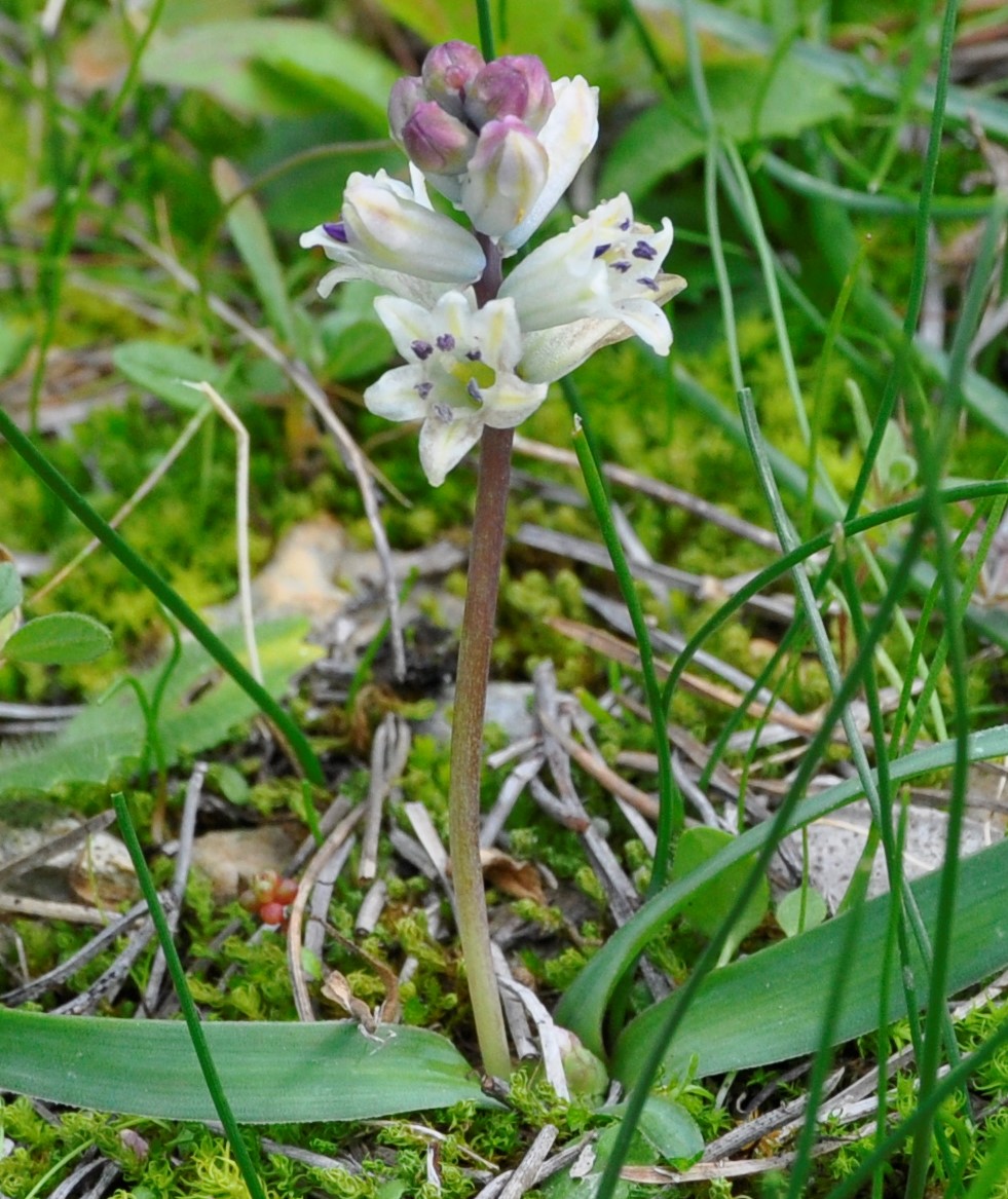 Image of Bellevalia nivalis specimen.