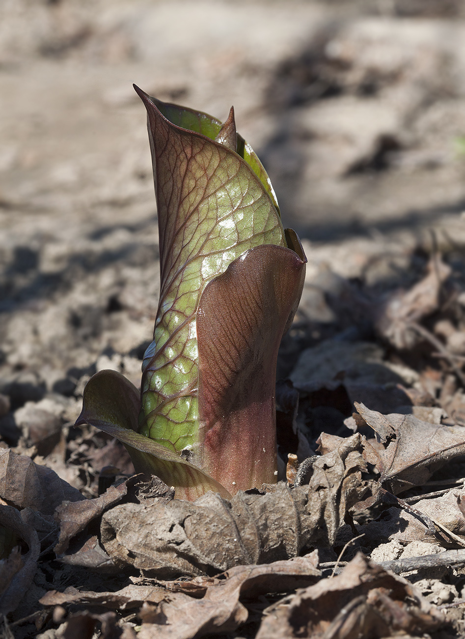 Изображение особи Cardiocrinum cordatum.