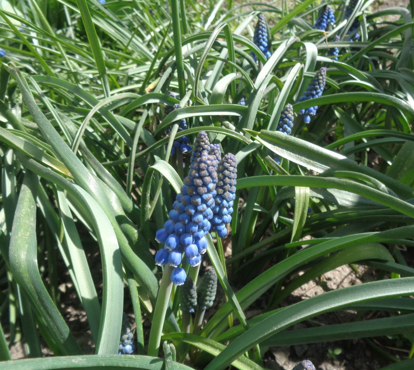 Изображение особи Muscari armeniacum.