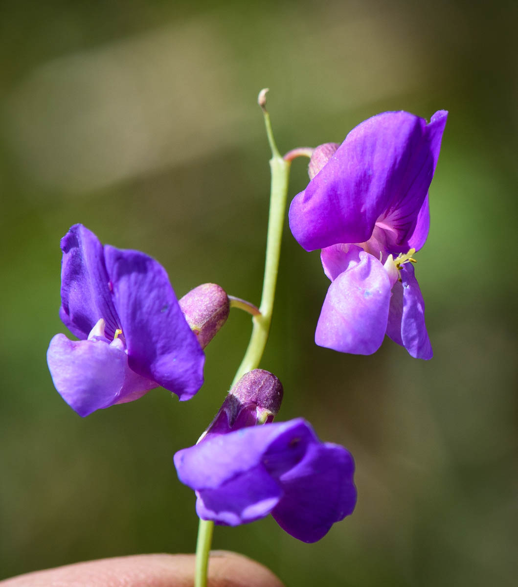 Изображение особи Lathyrus humilis.