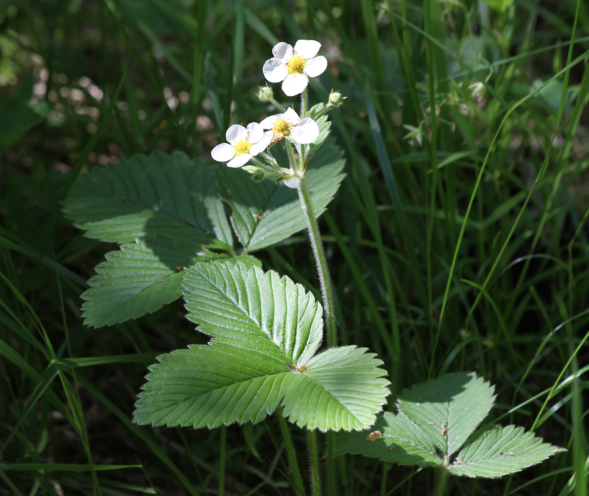 Image of Fragaria moschata specimen.