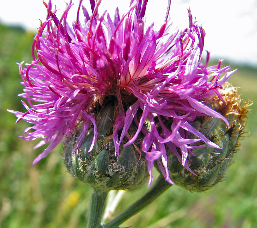 Image of Centaurea apiculata specimen.