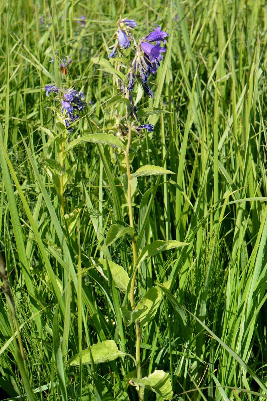 Image of Campanula latifolia specimen.