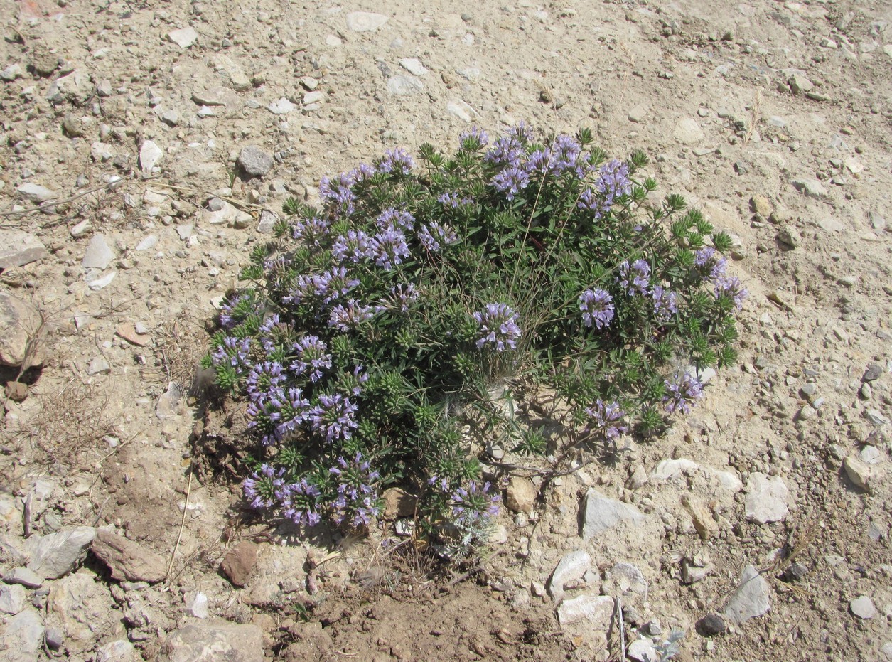 Image of Ziziphora serpyllacea specimen.