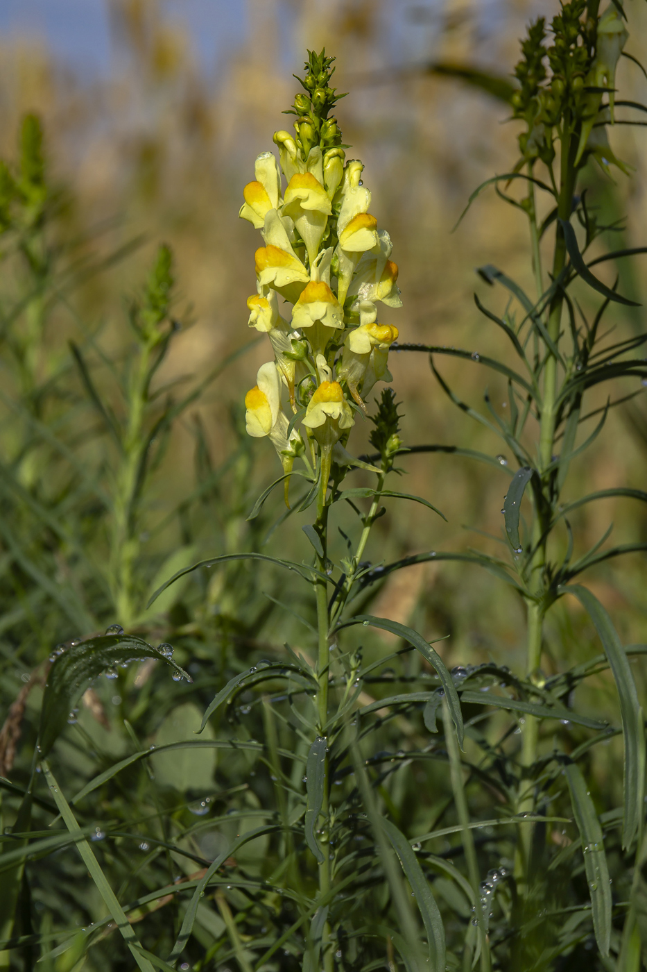 Image of Linaria ruthenica specimen.