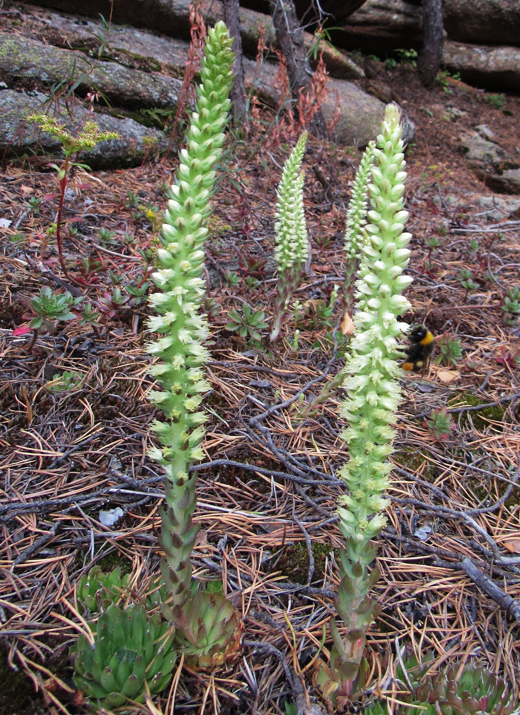 Изображение особи Orostachys spinosa.