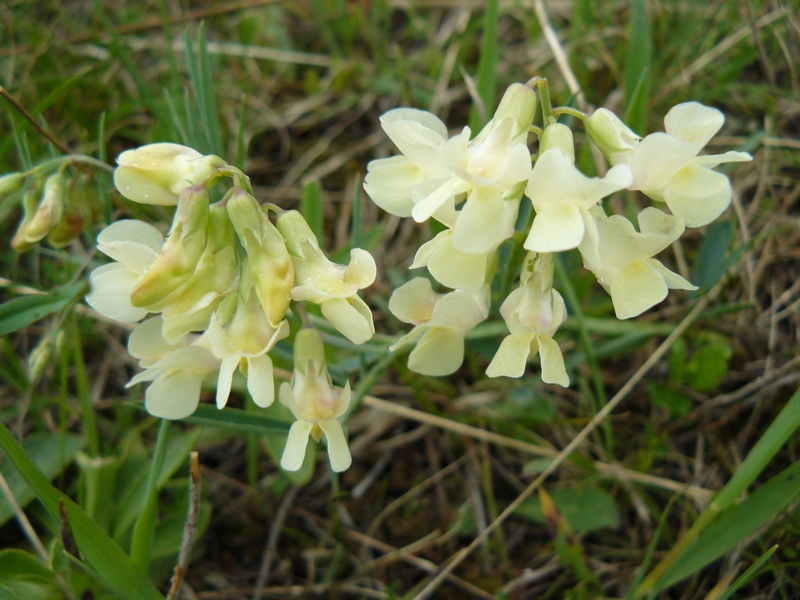 Изображение особи Lathyrus lacaitae.