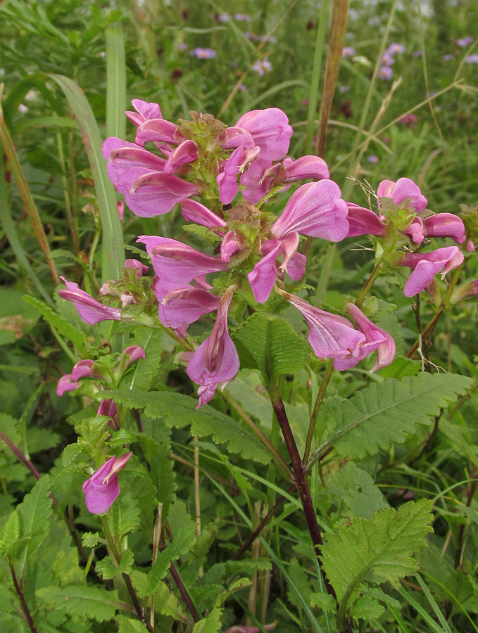 Изображение особи Pedicularis resupinata.