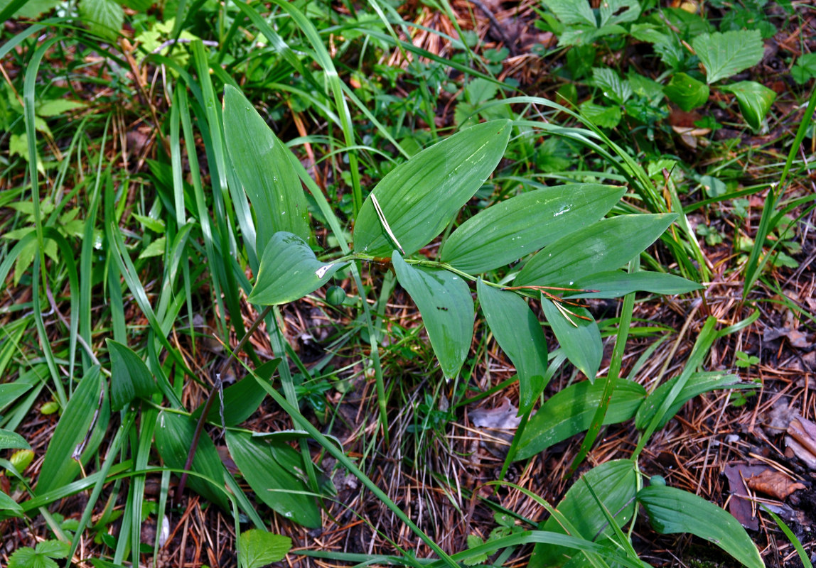 Image of Polygonatum odoratum specimen.