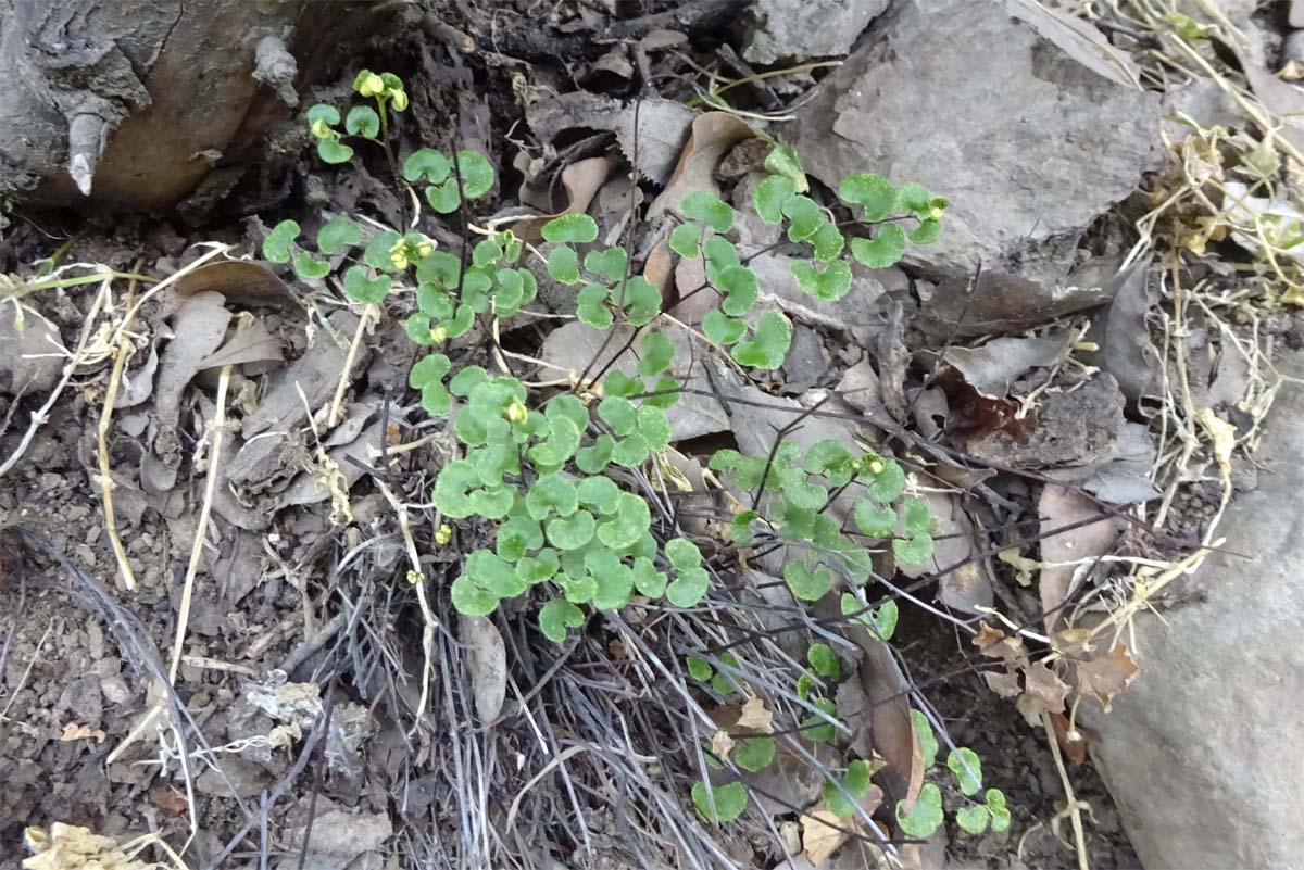 Image of Adiantum sulphureum specimen.