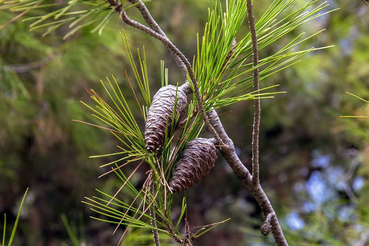 Image of Pinus halepensis specimen.