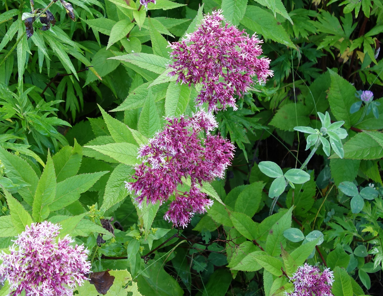 Image of Eupatorium glehnii specimen.