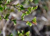 Betula fruticosa. Верхушки ветвей с соцветием и молодыми листьями. Алтай, Кош-Агачский р-н, долина р. Аккаллу-Озек, ≈ 2300 м н.у.м., горная тундра. 17.06.2019.