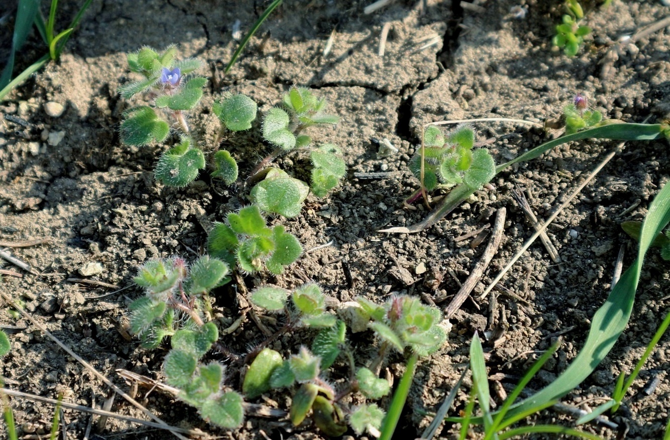 Image of Veronica triloba specimen.