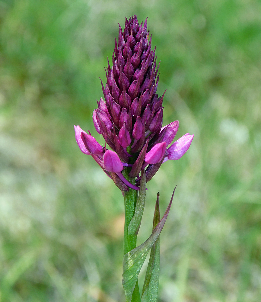 Изображение особи Anacamptis pyramidalis.