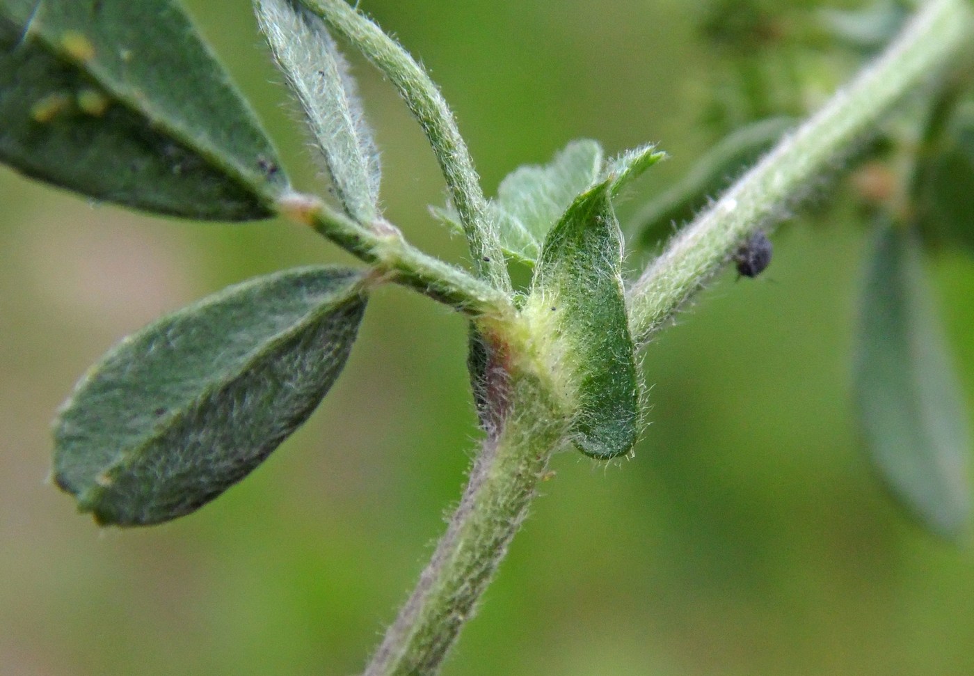 Image of Medicago minima specimen.