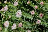 Pimelea spectabilis