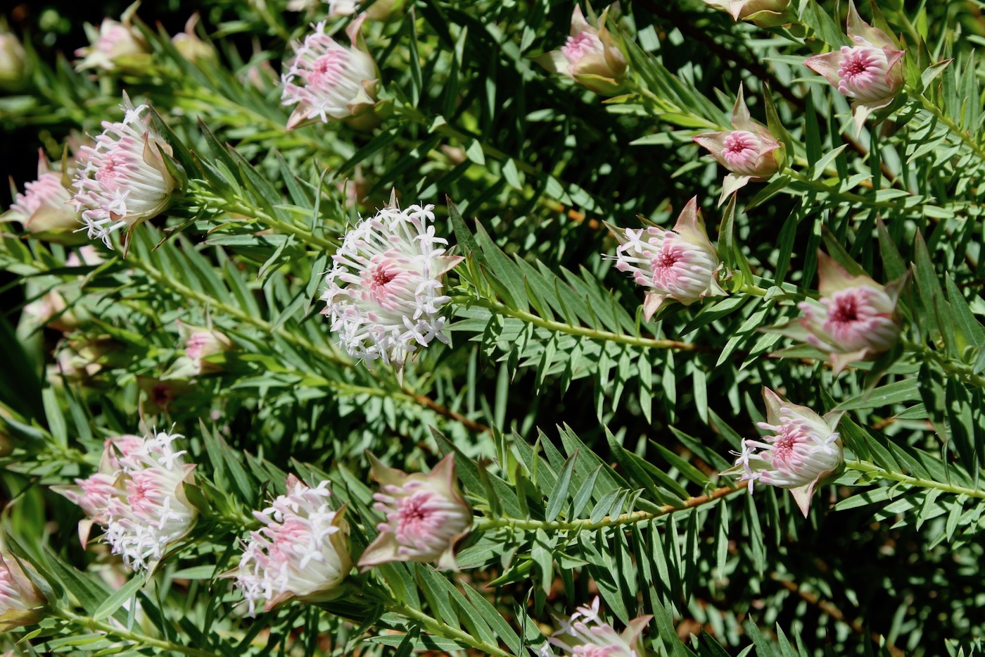 Image of Pimelea spectabilis specimen.