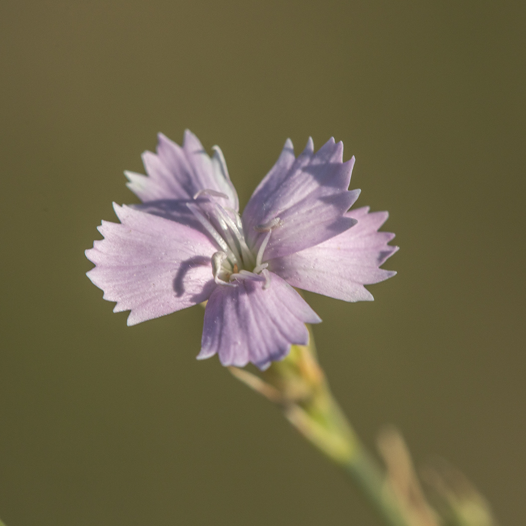 Изображение особи Dianthus pallens.