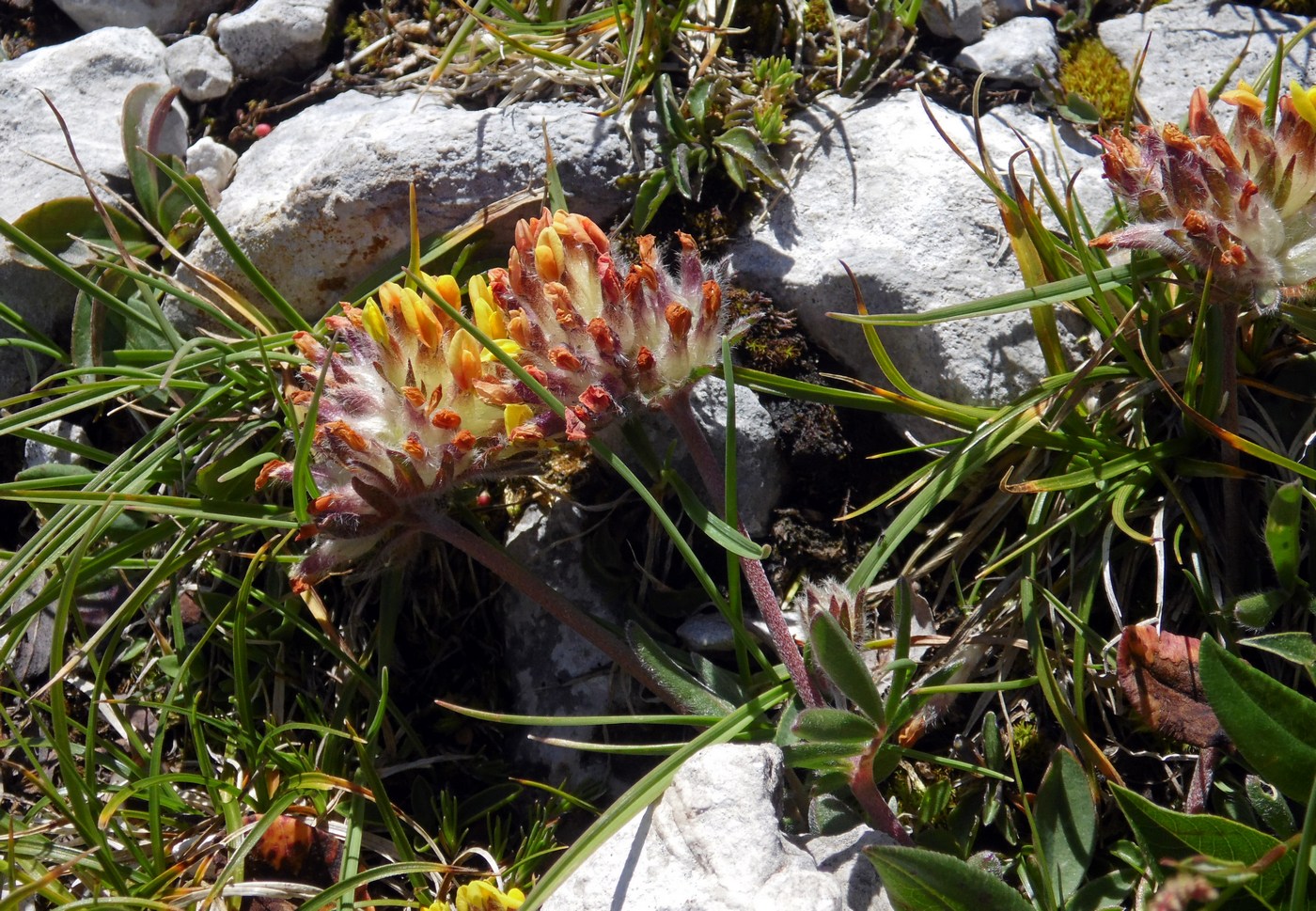 Image of Anthyllis variegata specimen.