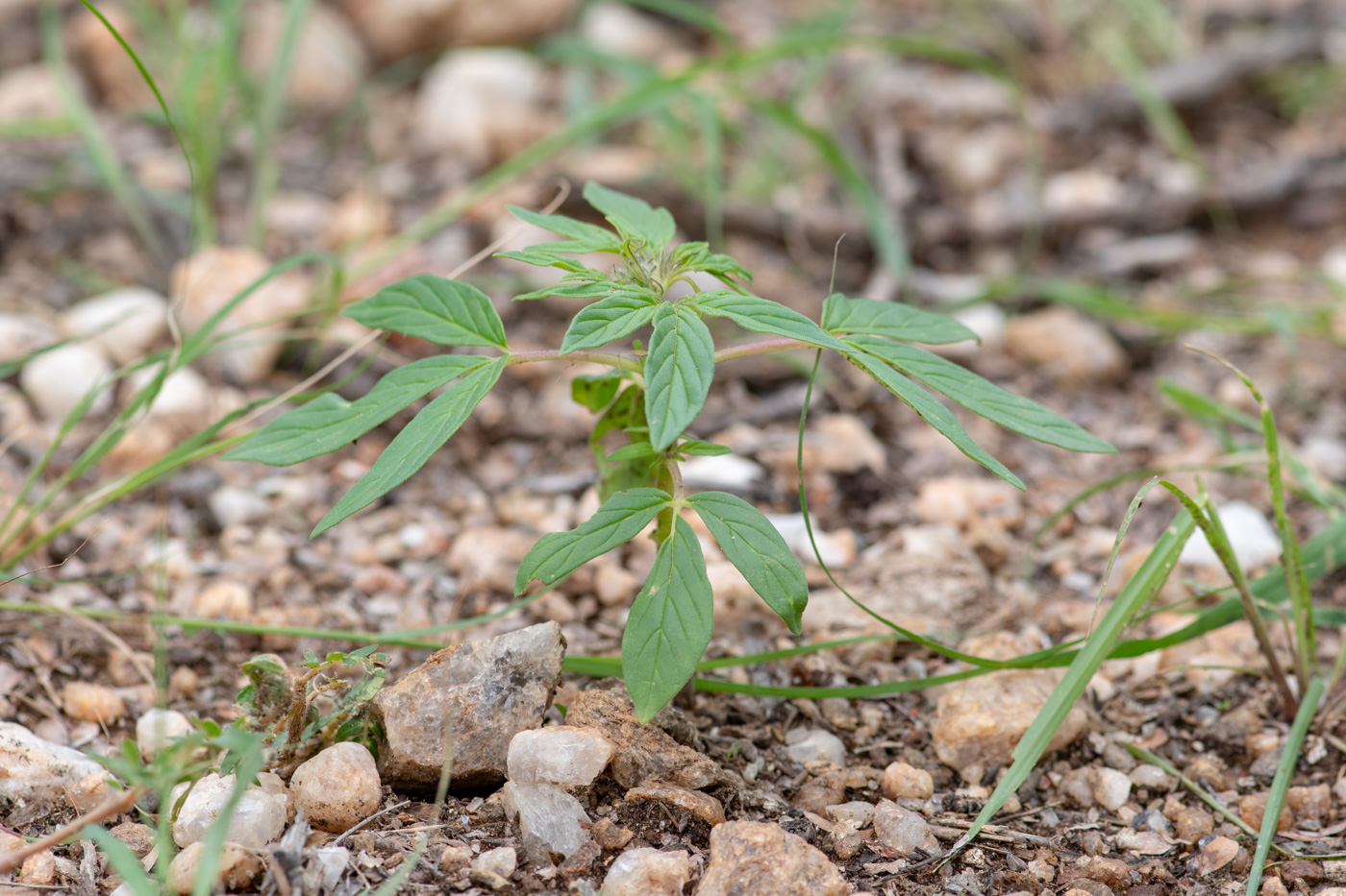 Изображение особи Sesamum triphyllum.