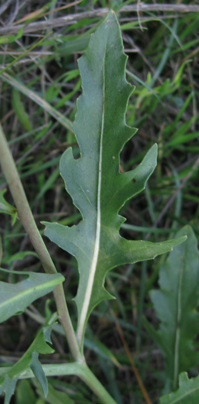 Изображение особи Diplotaxis tenuifolia.