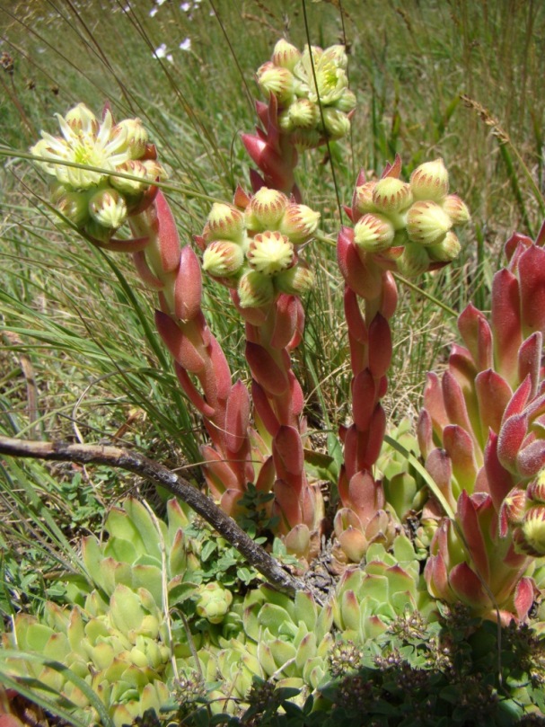 Изображение особи Sempervivum transcaucasicum.