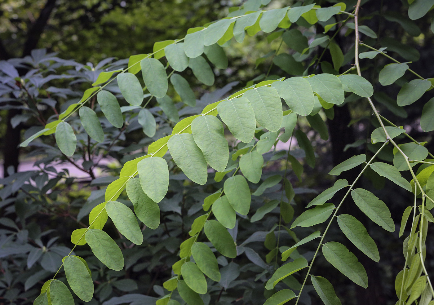 Image of Robinia luxurians specimen.