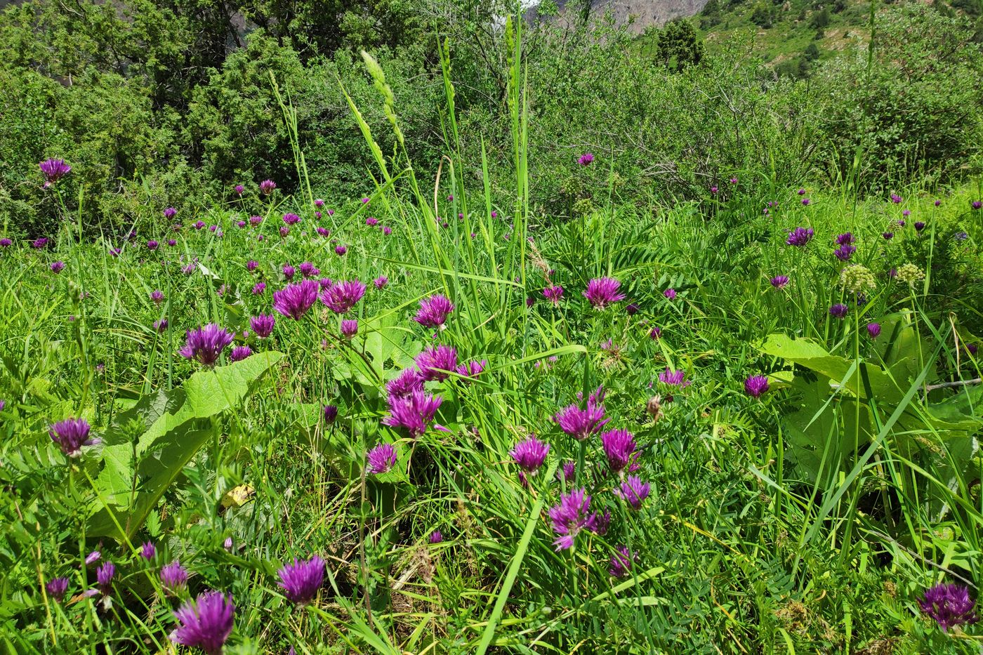 Image of Allium barsczewskii specimen.